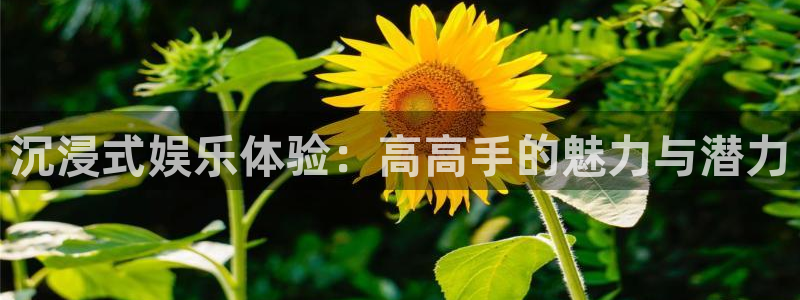 mg不朽情缘怎么下载：沉浸式娱乐体验：高高手的魅力与潜力